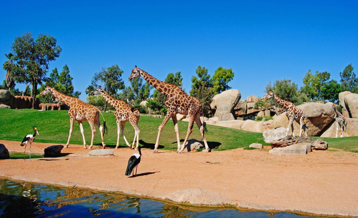 Las jirafas recorriendo la sabana africana Bioparc Valencia