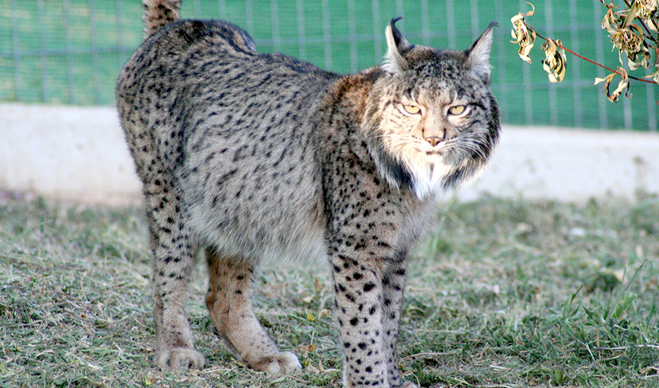 La hembra de lince Coscoja, madre del primer lince ibérico nacido en cautividad.