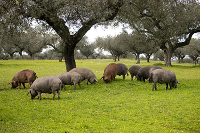 Cerdosendehesa