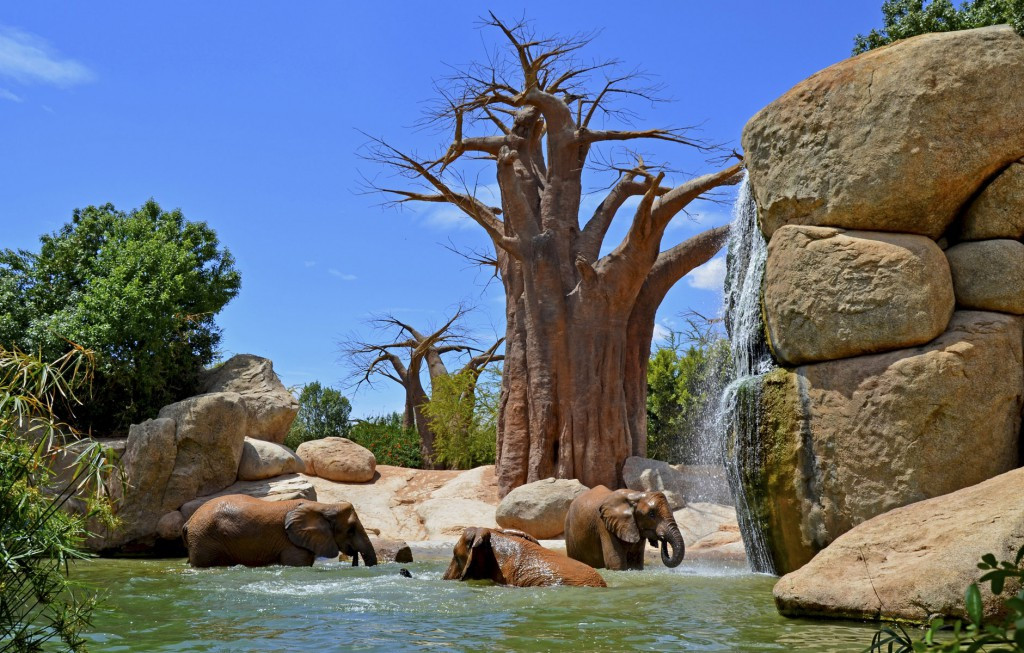 Bioparc Valencia Sabana africana elefantes lago elefantes zooinmersion