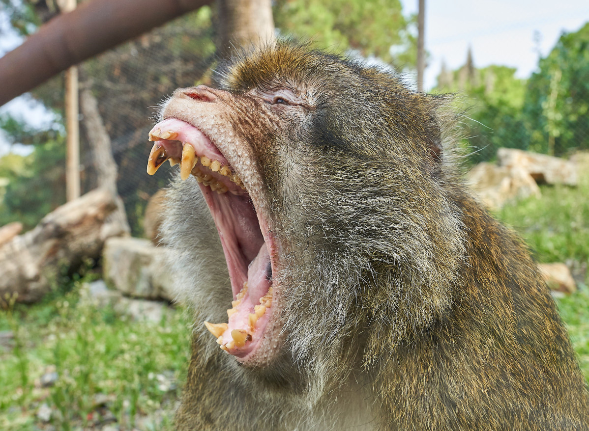 SWA Macaco de Gibraltar 2020 (4)