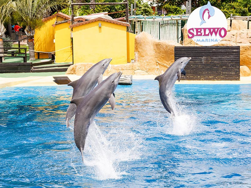 Delfin mular Selwo Marina main