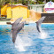 Delfin mular Selwo Marina main