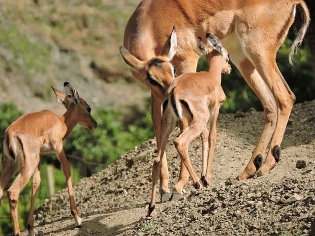 Impala familia pq
