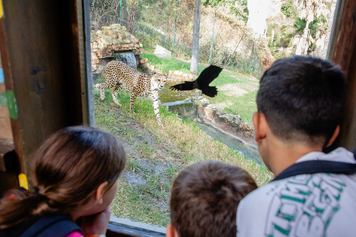 018 Selwo Colegio 2025